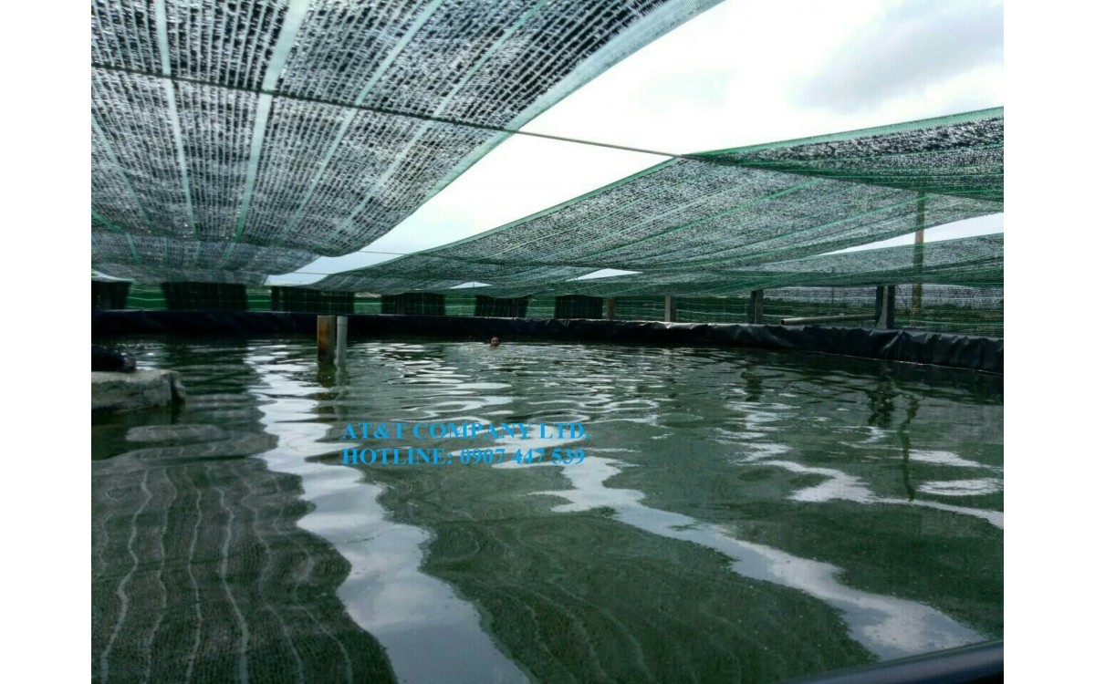 Nu&ocirc;i t&ocirc;m trong nh&agrave; lưới, đạt hiệu quả cao